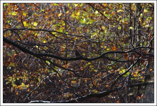 Herbstlicher Wald