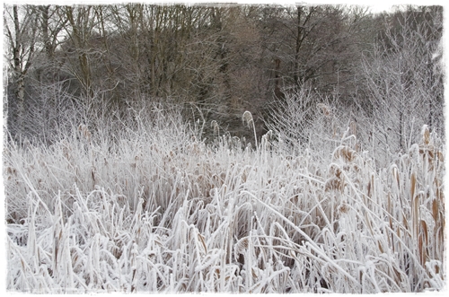 Der Frost verzaubert