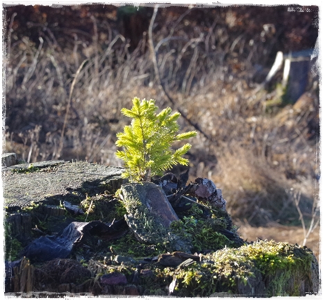 Ein bisschen Sonne