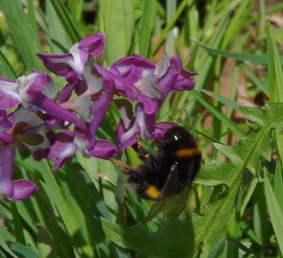 Zarte Blüten