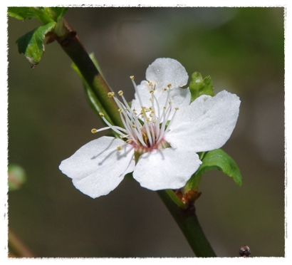 Mehr Blüten