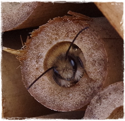 Die Bienen auf meinem Balkon