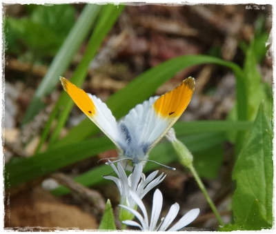 Der Vollfrühling