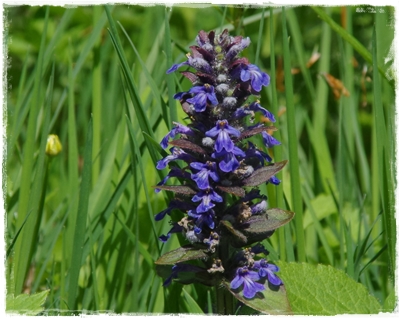 Blumen und Blüten