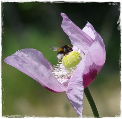 Ah, der Mohn