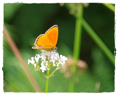 Falter und Blüten