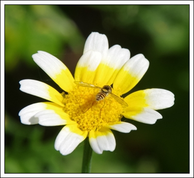 Die letzten Bienen