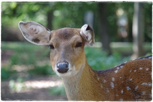 Die letzten Zootiere