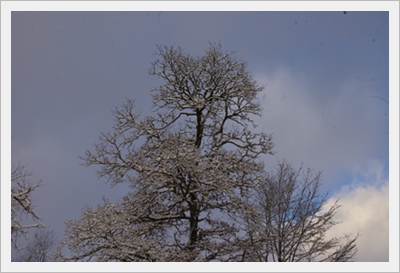 Weißes Winterwunderland