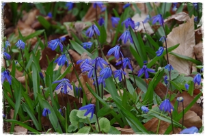 Blümchen im Park