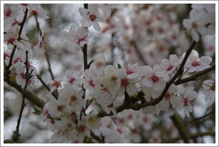 Wie schon öfter: zarte Blüten