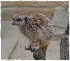 Heute nur Erdmännchen