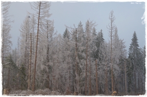 Nebel und Frost verzaubern die Natur