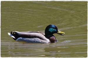 Die Tierwelt
