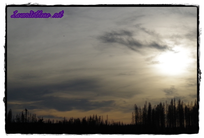 Abendlicher Himmel mit Silhouetten von kahlen Bäumen