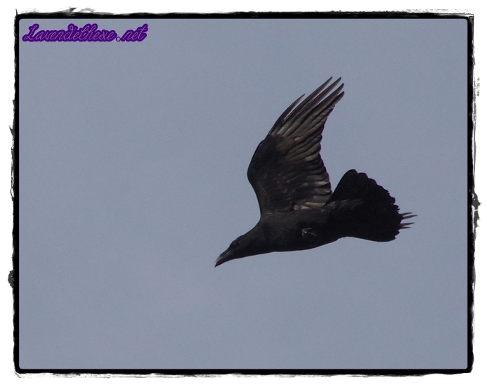 Rabe fliegt am Himmel