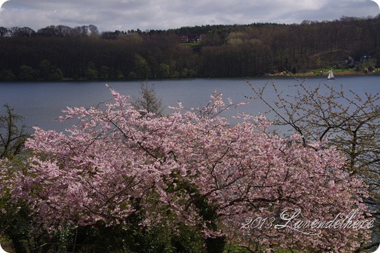 blüten 002