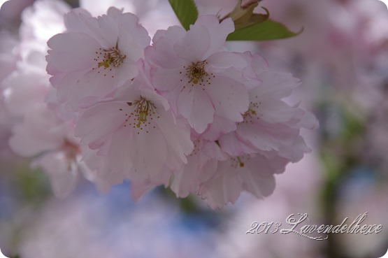 blüten 015