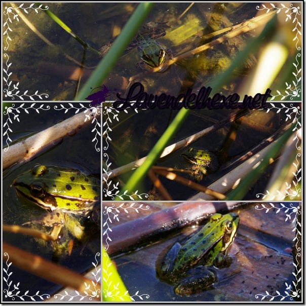 frosch2