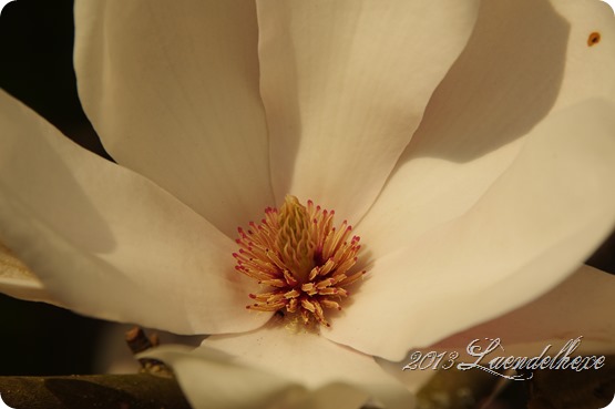 magnolie 024
