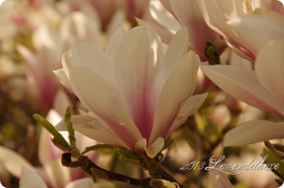 magnolie 029