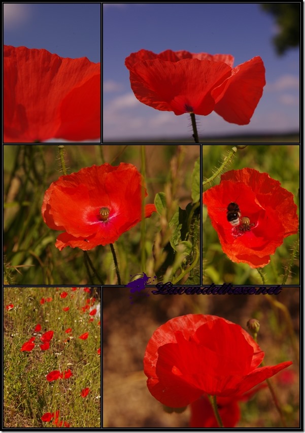 mohn1