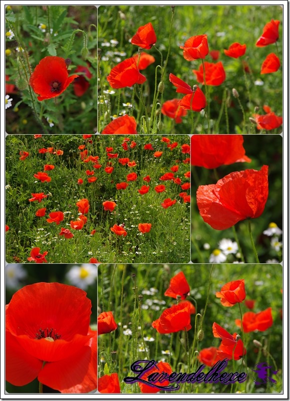 mohn2