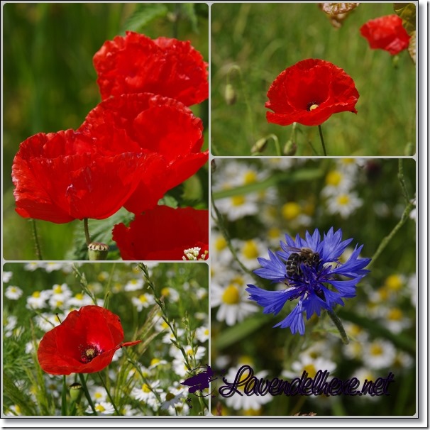 mohn2