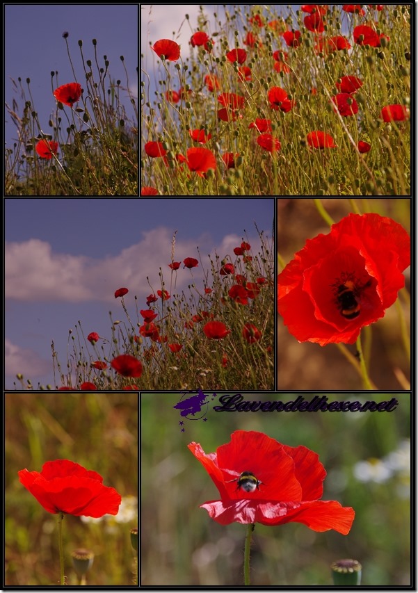 mohn3