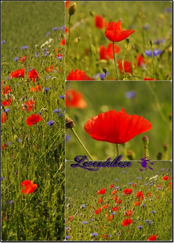 mohn