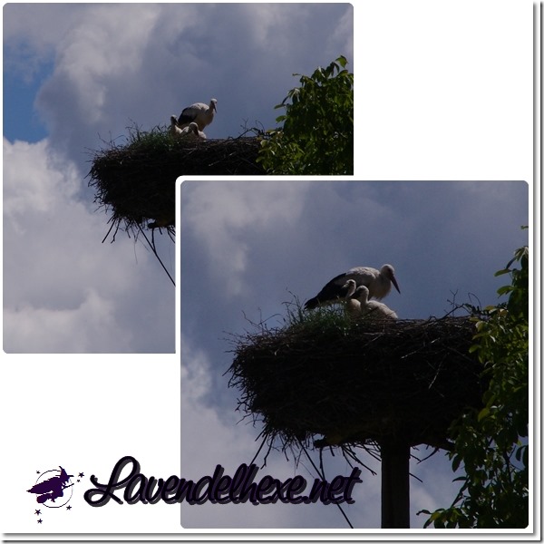 storch